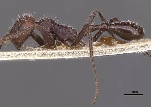 Ocymyrmex monardi - CASENT0913238