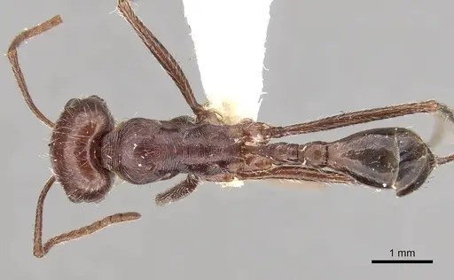 Ocymyrmex nitidulus specimen