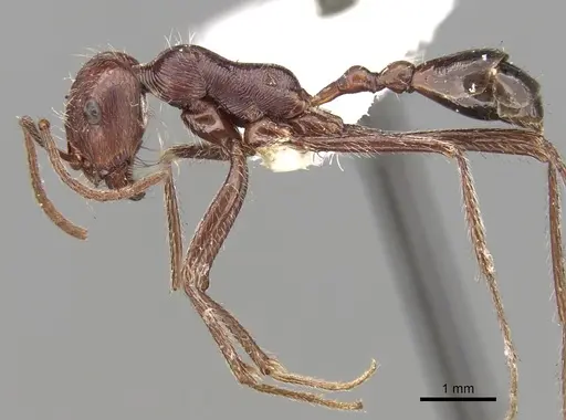 Ocymyrmex nitidulus specimen