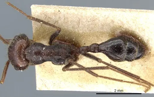 Ocymyrmex nitidulus - CASENT0904787