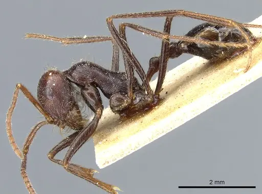 Ocymyrmex nitidulus - CASENT0904787