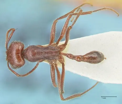 Ocymyrmex nitidulus - FOCOL2188