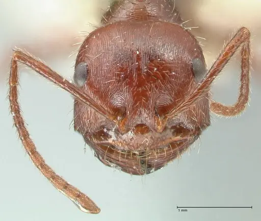 Ocymyrmex nitidulus - FOCOL2188