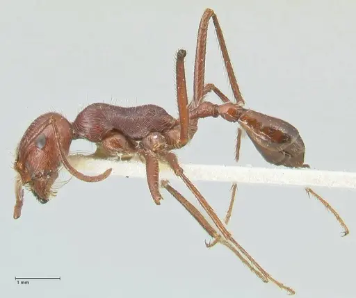 Ocymyrmex nitidulus - FOCOL2188
