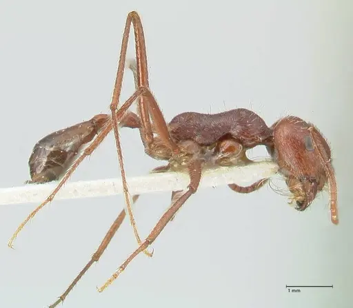 Ocymyrmex nitidulus - FOCOL2188
