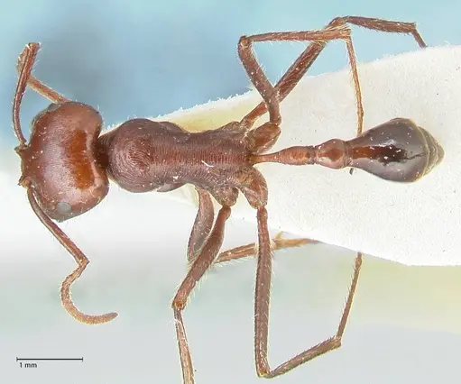 Ocymyrmex nitidulus - FOCOL2189
