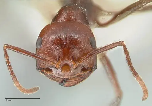 Ocymyrmex nitidulus - FOCOL2189