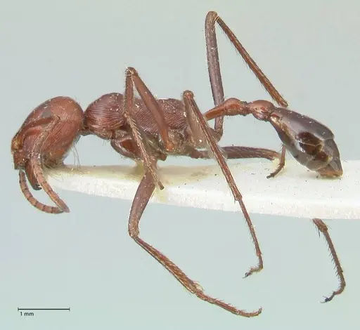 Ocymyrmex nitidulus - FOCOL2189