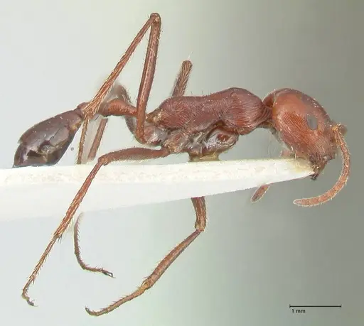 Ocymyrmex nitidulus - FOCOL2189