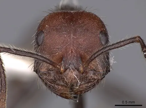 Ocymyrmex okys specimen