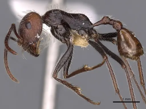 Ocymyrmex okys specimen