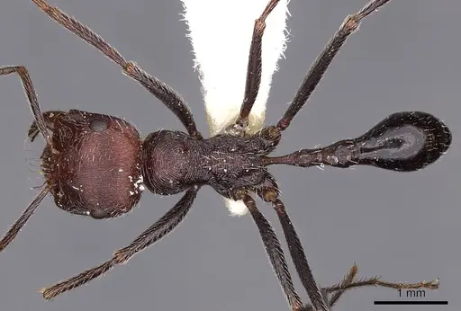 Ocymyrmex phraxus specimen