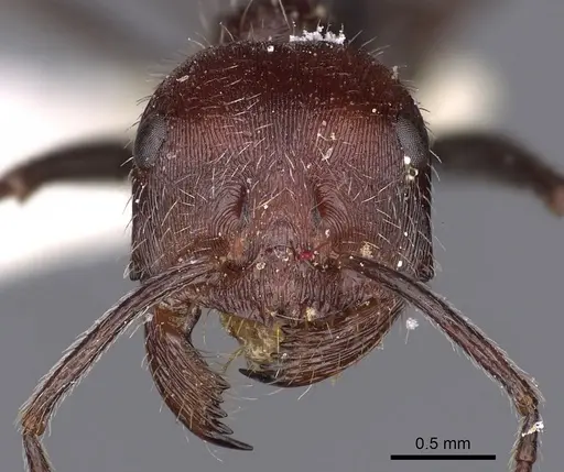 Ocymyrmex phraxus specimen