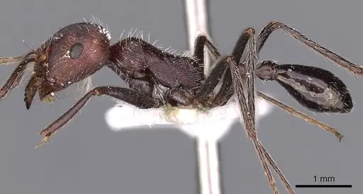 Ocymyrmex phraxus specimen