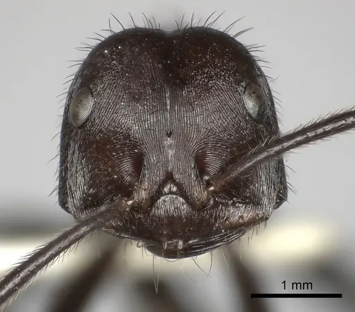 Ocymyrmex picardi specimen