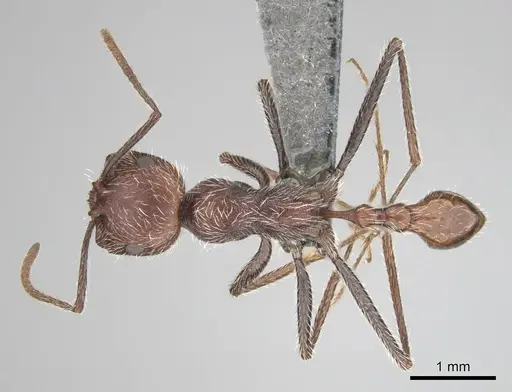 Ocymyrmex resekhes specimen