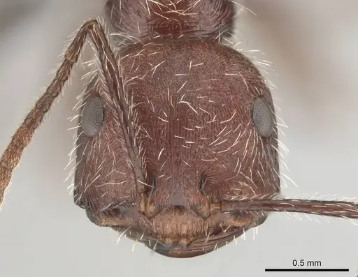 Ocymyrmex resekhes specimen