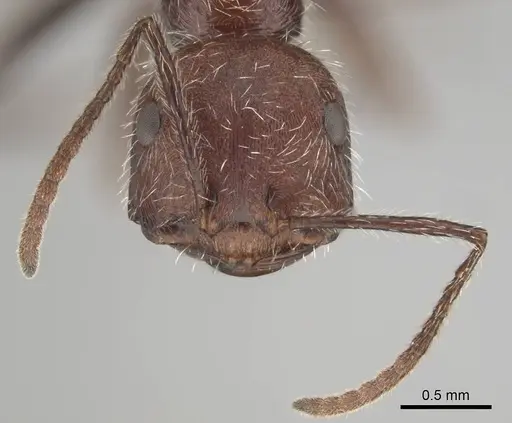 Ocymyrmex resekhes specimen