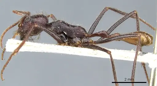 Ocymyrmex robecchii specimen