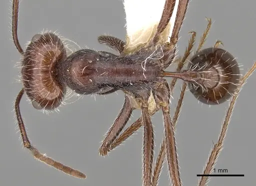 Ocymyrmex robustior specimen