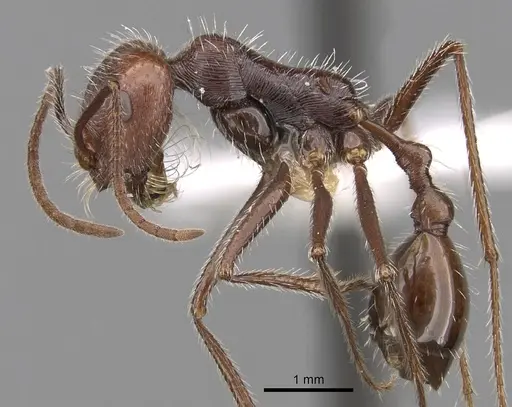 Ocymyrmex robustior specimen