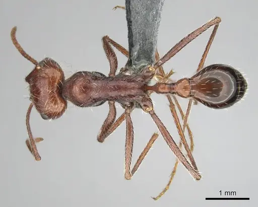Ocymyrmex robustior - CASENT0814905