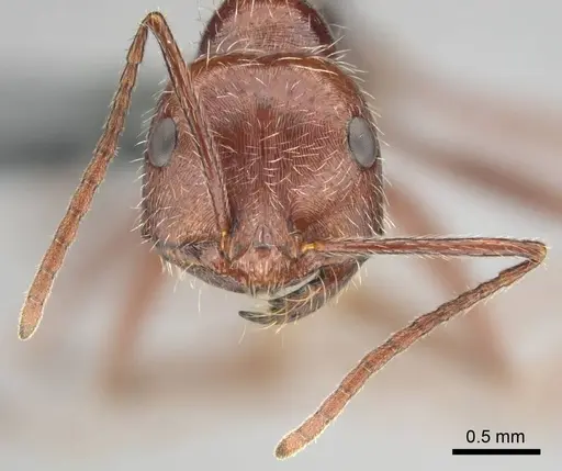 Ocymyrmex robustior - CASENT0814905