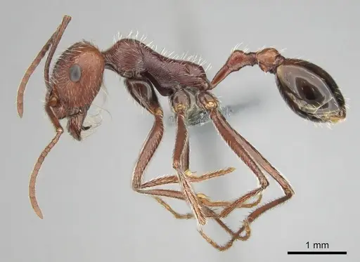 Ocymyrmex robustior - CASENT0814905