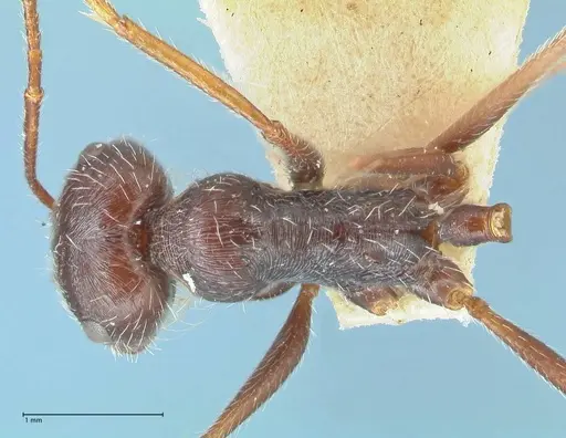 Ocymyrmex robustior - FOCOL2185