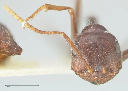 Ocymyrmex robustior - FOCOL2185