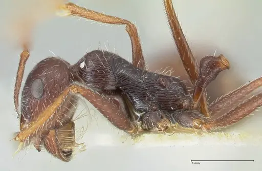 Ocymyrmex robustior - FOCOL2185