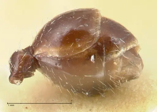 Ocymyrmex robustior - FOCOL2185