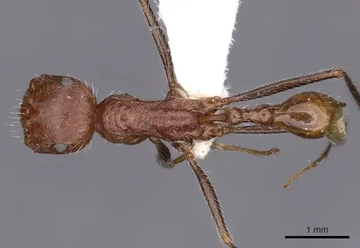 Ocymyrmex shushan specimen