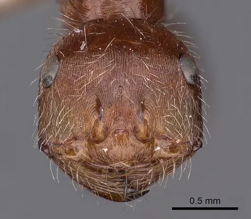Ocymyrmex shushan specimen