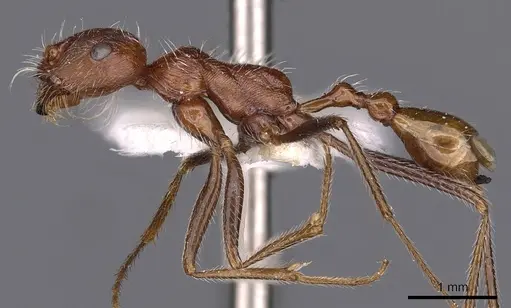 Ocymyrmex shushan specimen