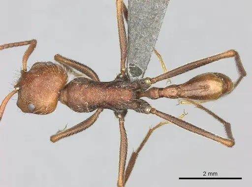 Ocymyrmex sobek specimen