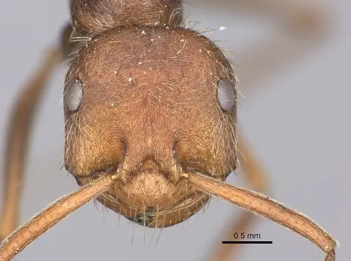 Ocymyrmex sobek specimen
