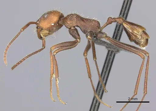 Ocymyrmex sobek specimen