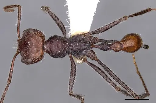 Ocymyrmex sobek - CASENT0900403