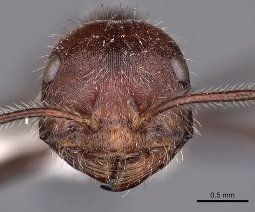 Ocymyrmex sobek - CASENT0900403