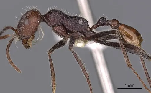 Ocymyrmex sobek - CASENT0900403