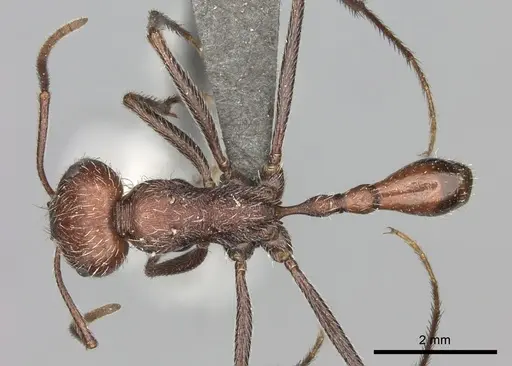 Ocymyrmex sphinx specimen