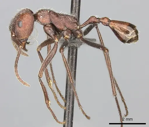 Ocymyrmex sphinx specimen