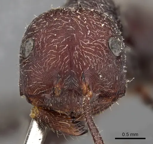 Ocymyrmex sphinx - CASENT0900396