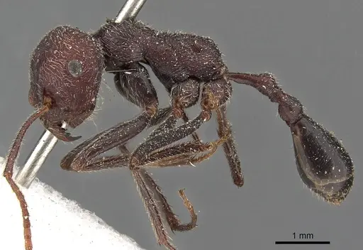 Ocymyrmex sphinx - CASENT0900396