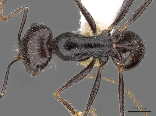 Ocymyrmex tachys specimen