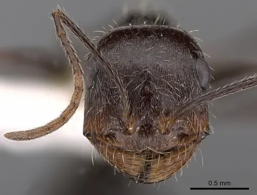 Ocymyrmex tachys specimen