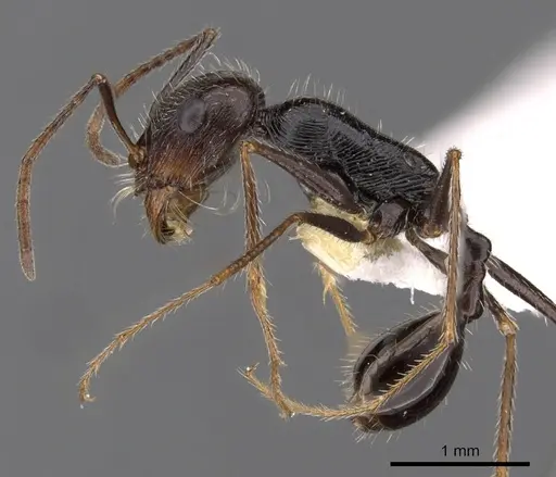 Ocymyrmex tachys specimen