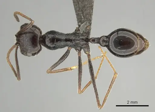 Ocymyrmex turneri specimen