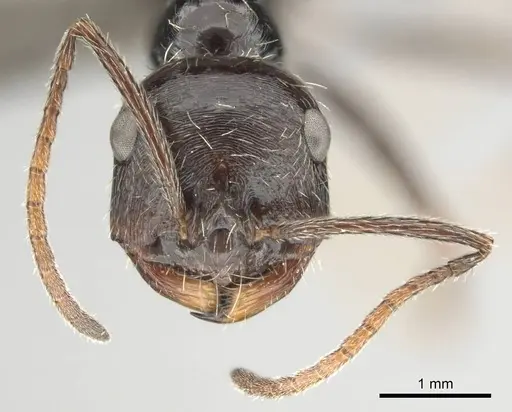 Ocymyrmex turneri specimen